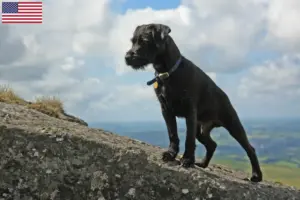 Read more about the article Criadores de Patterdale Terrier e cachorros nos EUA