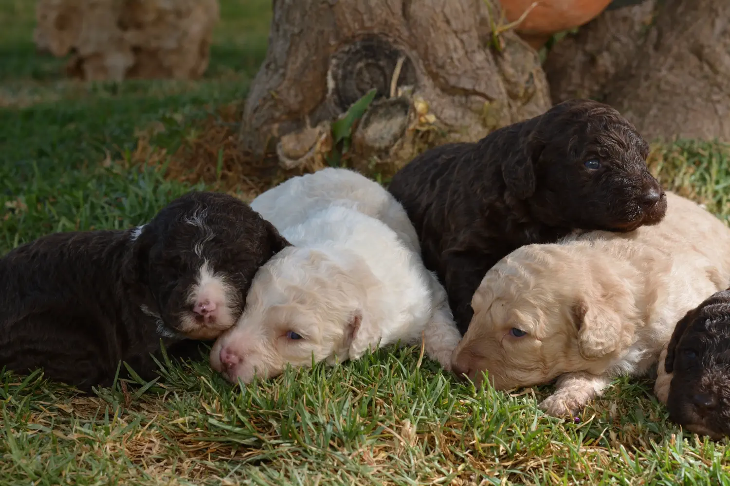 Comprar um cachorro Perro de Agua Español significa assumir a responsabilidade! Comprar cachorros Perro de Agua Español.