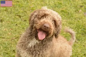 Read more about the article Perro de Agua Español criadores e cachorros nos EUA