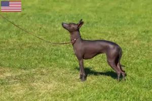 Read more about the article Criador de cães sem pelo peruanos e cachorros nos EUA