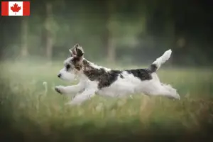 Read more about the article Criadores de Petit Basset Griffon Vendéen e cachorros no Canadá