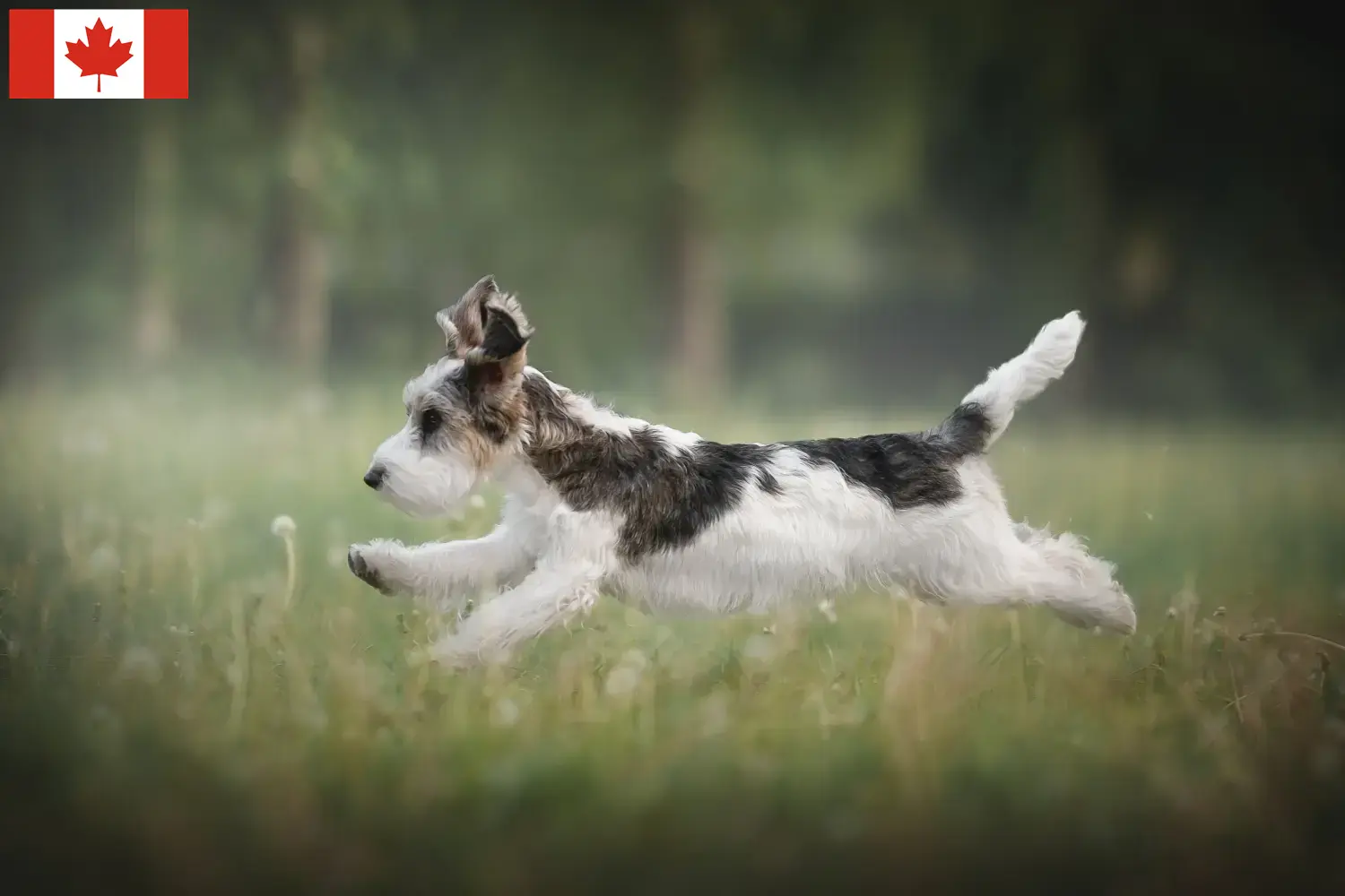 Read more about the article Criadores de Petit Basset Griffon Vendéen e cachorros no Canadá