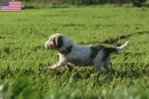 Read more about the article Petit Basset Griffon Vendéen criadores e cachorros nos EUA