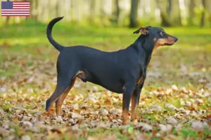 Read more about the article Criadores de Pinscher Alemão e cachorros nos EUA