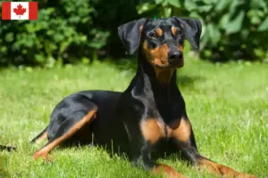 Read more about the article Criadores de Pinscher alemão e cachorros no Canadá
