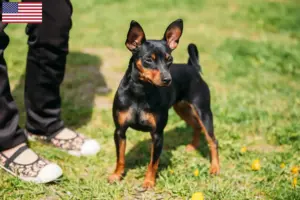 Read more about the article Criadores de Pinscher miniatura e cachorros nos EUA