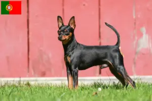 Read more about the article Criadores de Pinscher miniatura e cachorros em Portugal
