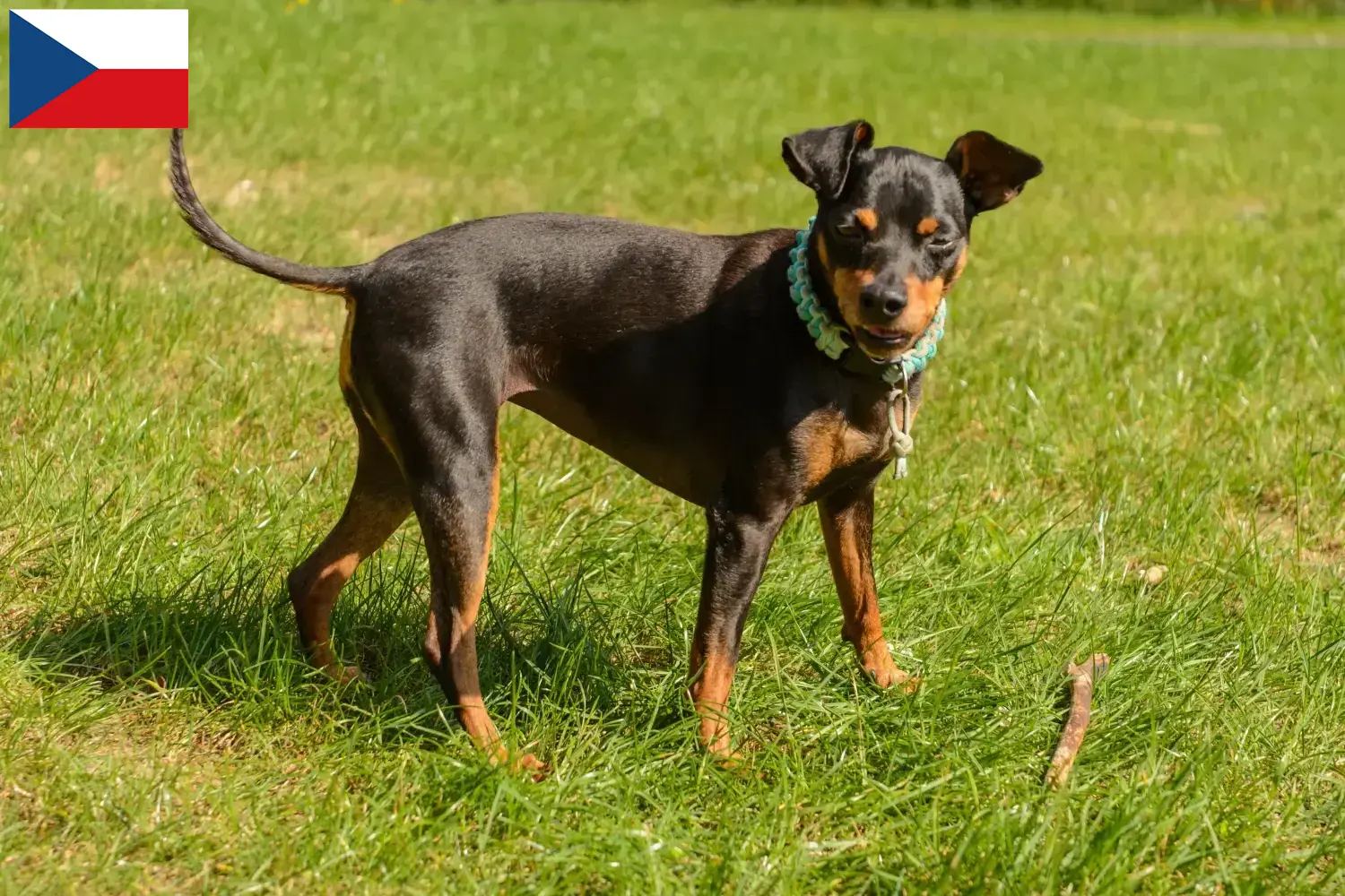 Read more about the article Criadores de Pinscher miniatura e cachorros na República Checa