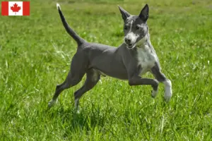 Read more about the article Podenco criadores e cachorros no Canadá