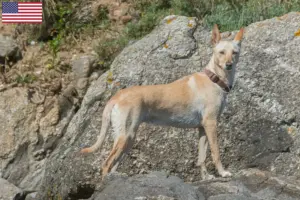 Read more about the article Podenco criadores e cachorros nos EUA