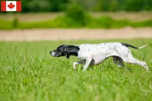 Read more about the article Criadores e cachorros de Pointer Inglês no Canadá