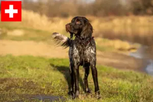 Read more about the article Criadores de Spaniel de caça polaco e cachorros na Suíça