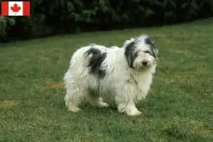 Read more about the article Criadores de PON e cachorros no Canadá
