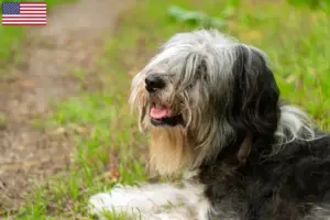 Read more about the article Criadores de PON e cachorros nos EUA
