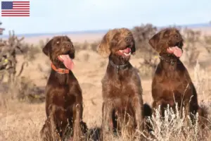 Read more about the article Criadores de Pudelpointer e cachorros nos EUA