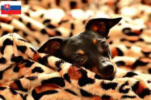 Read more about the article Praga Rattler criadores e cachorros na Eslováquia