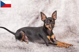 Read more about the article Criadores de Prague Rattler e cachorros na República Checa