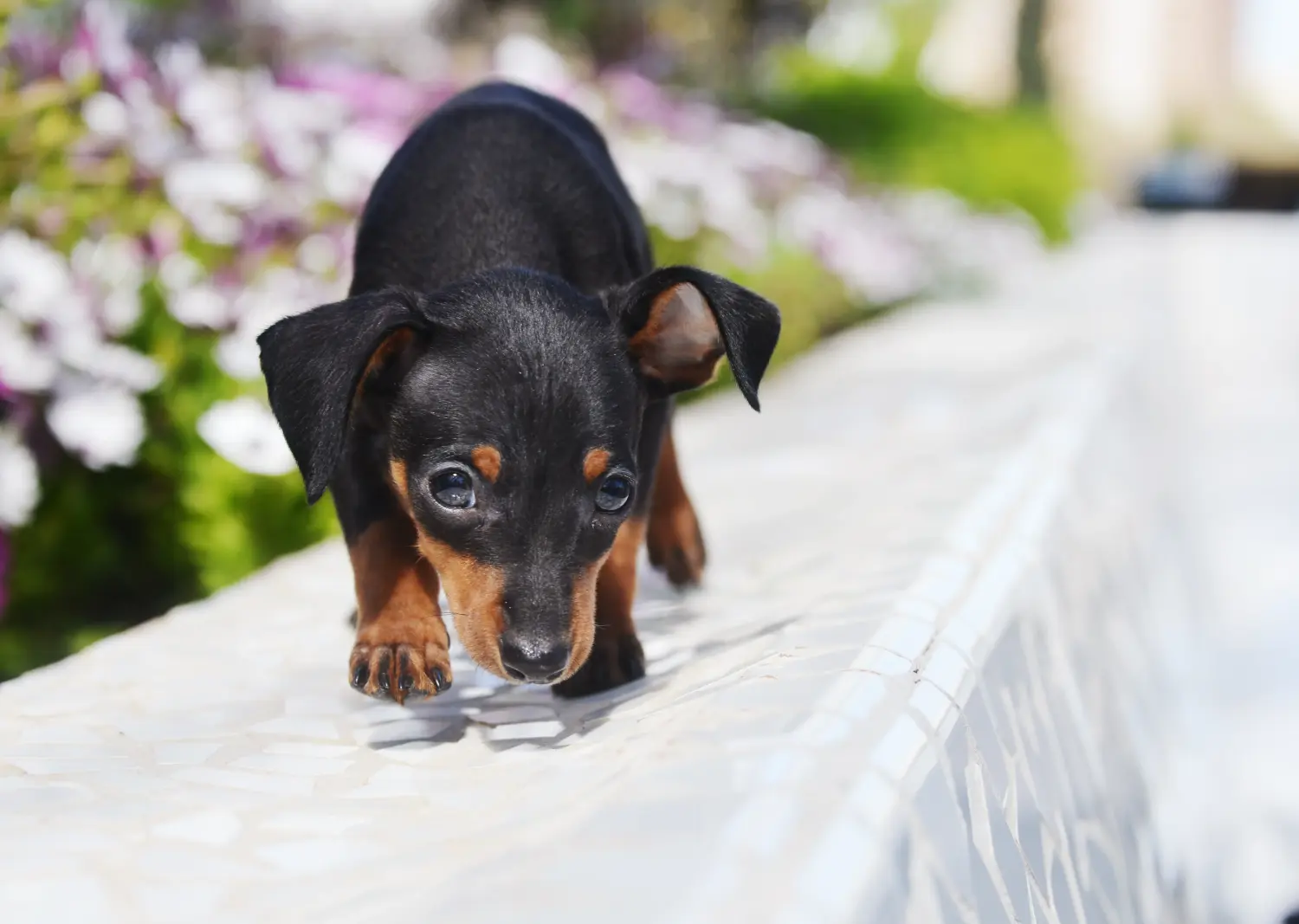 Comprar um cachorro Prager Rattler significa assumir a responsabilidade! Comprar cachorros Prager Rattler.