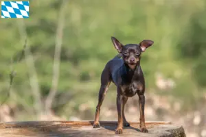 Read more about the article Criadores de Prager Rattler e cachorros na Baviera