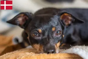 Read more about the article Criadores de Prager Rattler e cachorros na Dinamarca