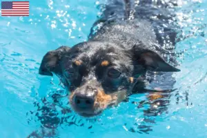 Read more about the article Criadores de Prague Rattler e cachorros nos EUA
