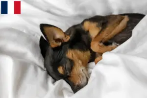 Read more about the article Criadores de Prager Rattler e cachorros em França