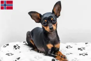 Read more about the article Criadores de Prager Rattler e cachorros na Noruega