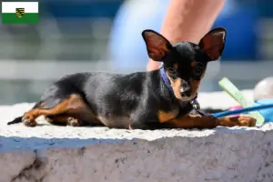 Read more about the article Criadores de Prager Rattler e cachorros em Saxónia