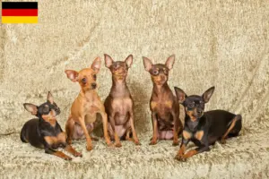 Read more about the article Criadores de Prager Rattler e cachorros na Alemanha