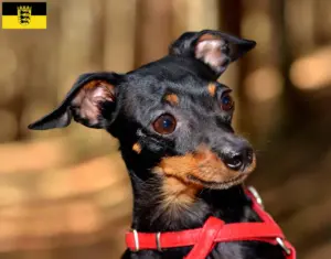 Read more about the article Criadores de Prager Rattler e cachorros em Baden-Württemberg