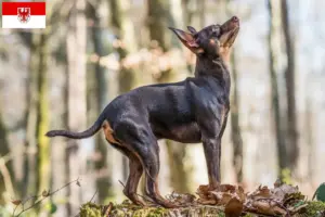 Read more about the article Criadores de Prager Rattler e cachorros em Brandenburg