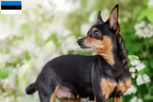 Read more about the article Criadores de Prague Rattler e cachorros na Estónia