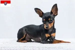Read more about the article Criadores de Prager Rattler e cachorros em Hessen