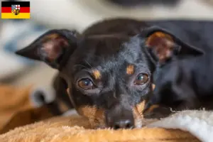 Read more about the article Criadores de Prager Rattler e cachorros no Sarre