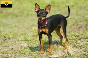 Read more about the article Criadores de Prager Rattler e cachorros na Saxónia-Anhalt