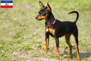 Read more about the article Criadores de Prager Rattler e cachorros em Schleswig-Holstein