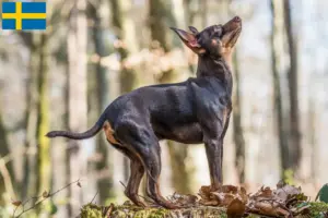 Read more about the article Criadores de Prager Rattler e cachorros na Suécia