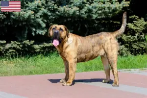 Read more about the article Presa Canario criadores e cachorros nos EUA