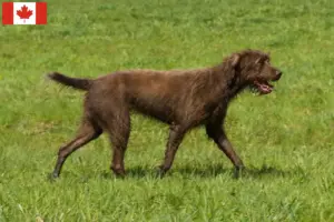 Read more about the article Criadores de Pudelpointer e cachorros no Canadá