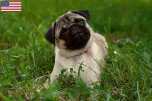 Read more about the article Criadores de pug e cachorros nos EUA