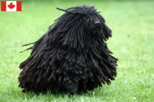 Read more about the article Criadores de Puli e cachorros no Canadá