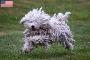 Read more about the article Criadores de Puli e cachorros nos EUA