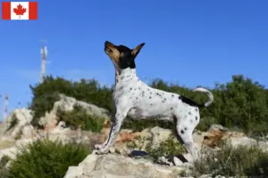 Read more about the article Criadores de Rat Terrier e cachorros no Canadá