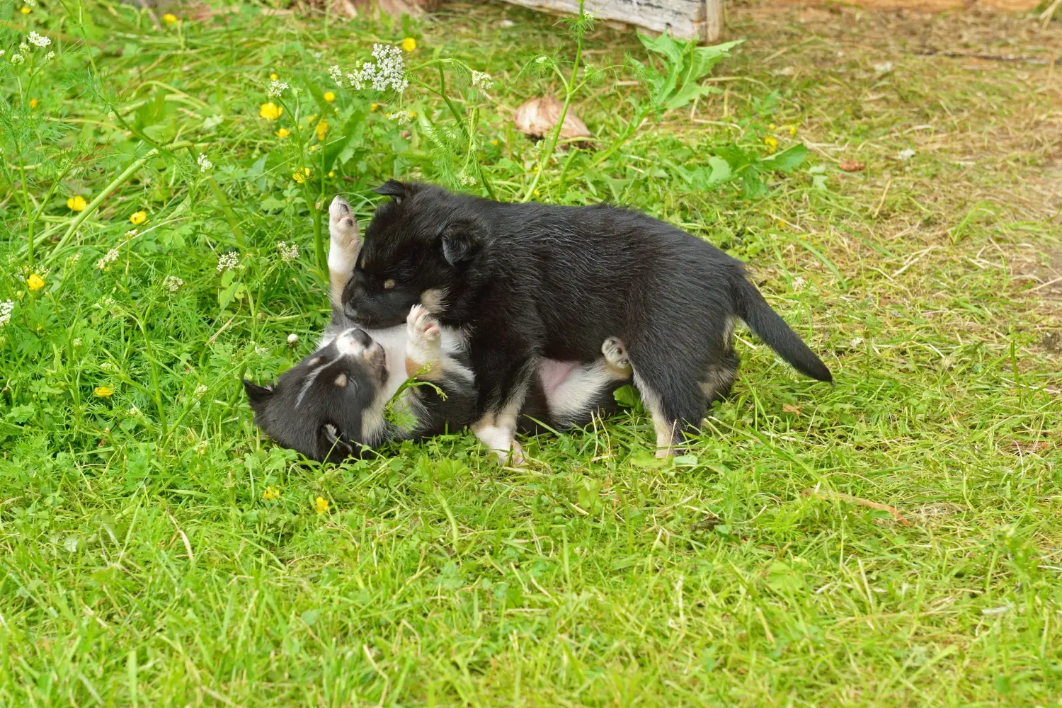 Comprar um cachorro de rena da Lapónia significa assumir a responsabilidade! Comprar cachorros de cães renas da Lapónia.