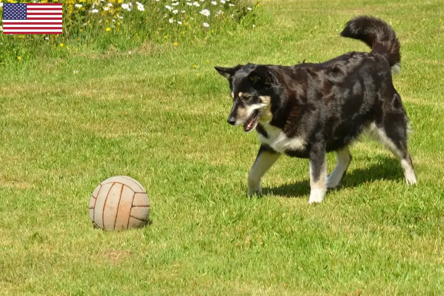 Read more about the article Criadores de cães de rena da Lapónia e cachorros nos EUA