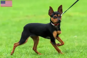 Read more about the article Criadores de Russkiy Toy e cachorros nos EUA