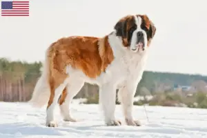 Read more about the article Criadores de São Bernardo e cachorros nos EUA