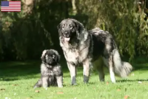 Read more about the article Criadores de Šarplaninac e cachorros nos EUA
