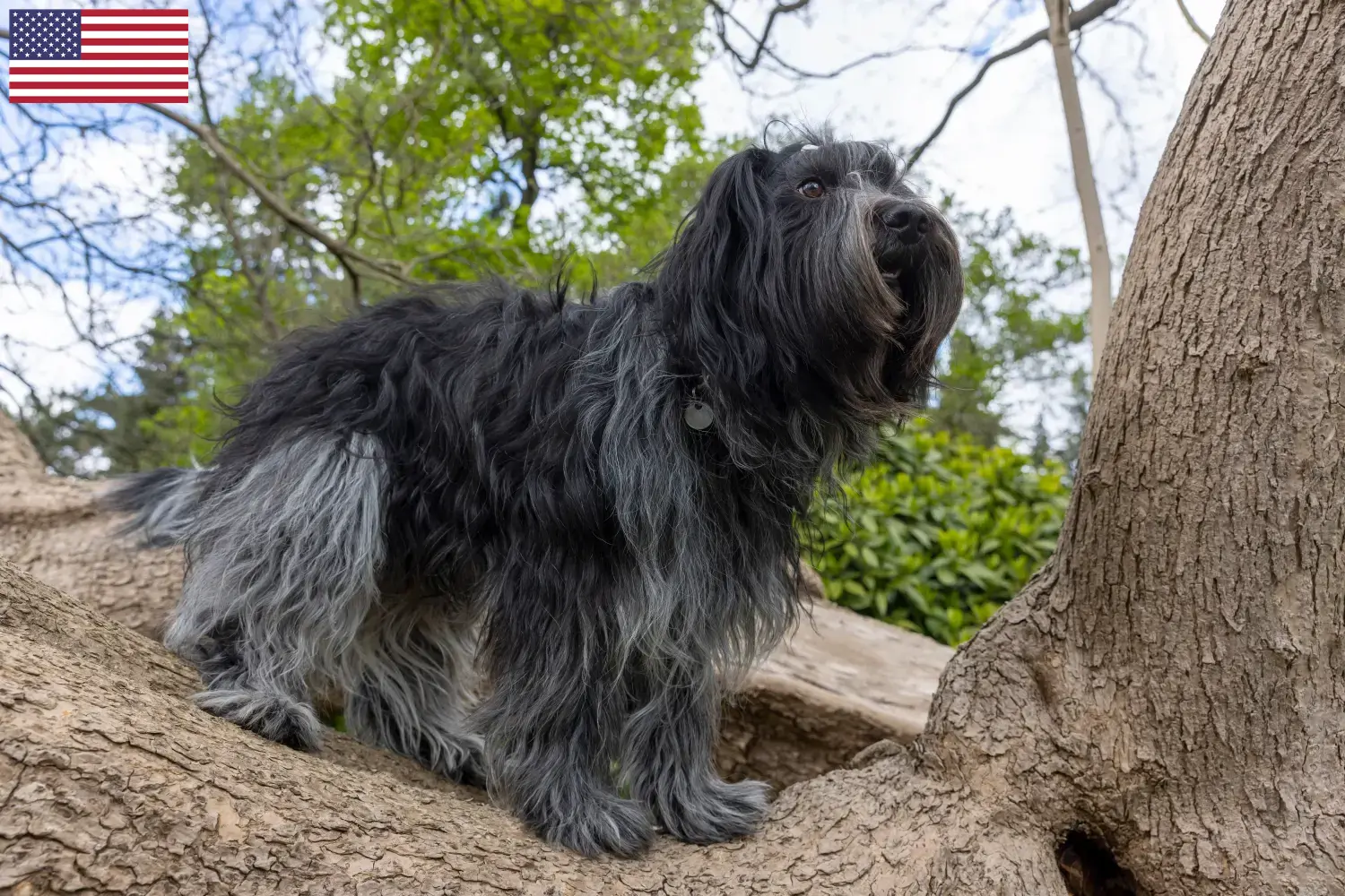 Schapendoes cachorros e criadores EUA Aqui pode encontrar criadores de Schapendoes nos EUA.