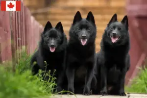 Read more about the article Criadores de Schipperke e cachorros no Canadá